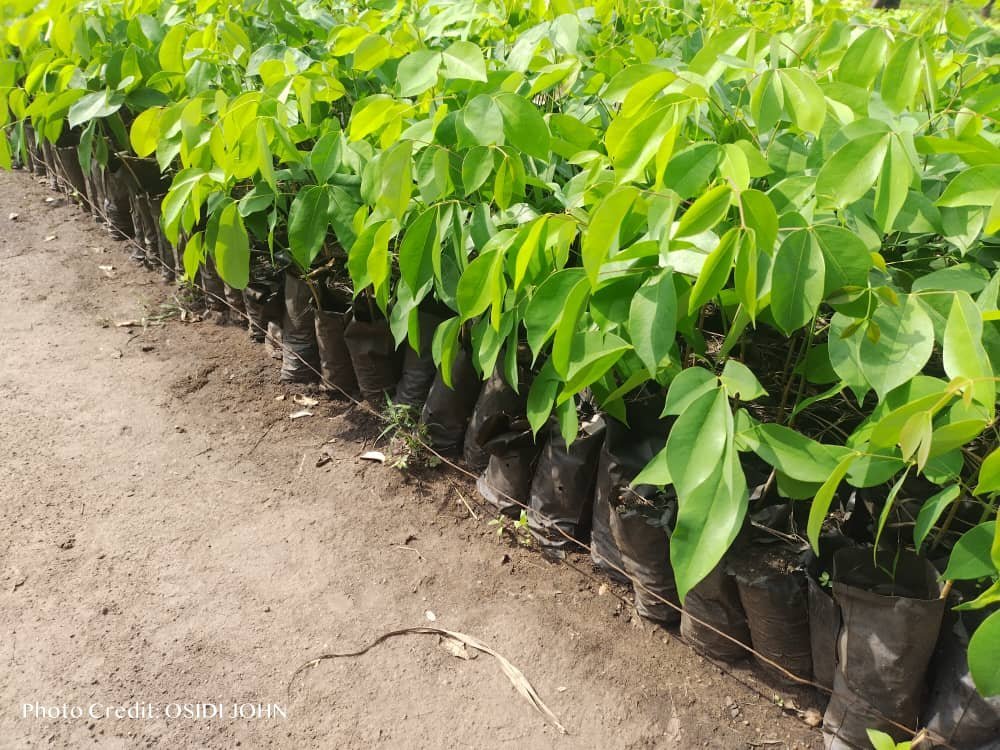 Afzelia Africana Seedlings