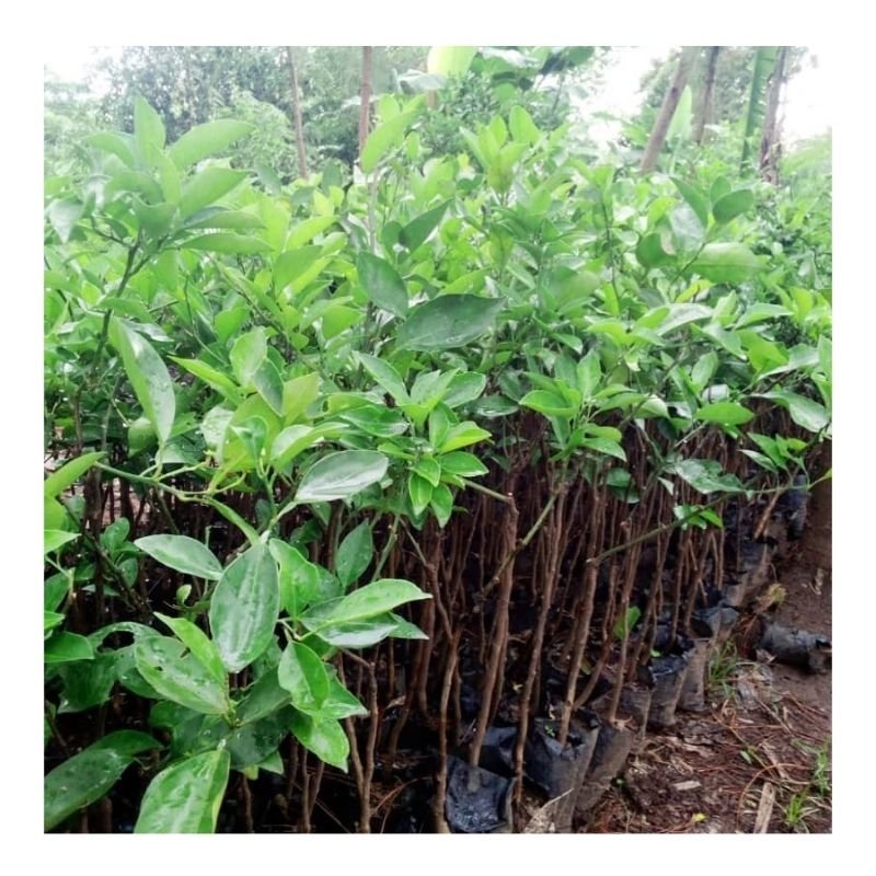 Grafted Orange Seedlings