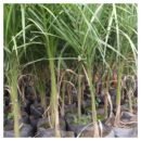 Royal Palm Seedlings