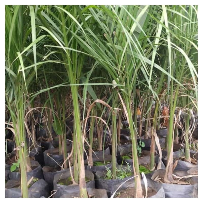 Royal Palm Seedlings