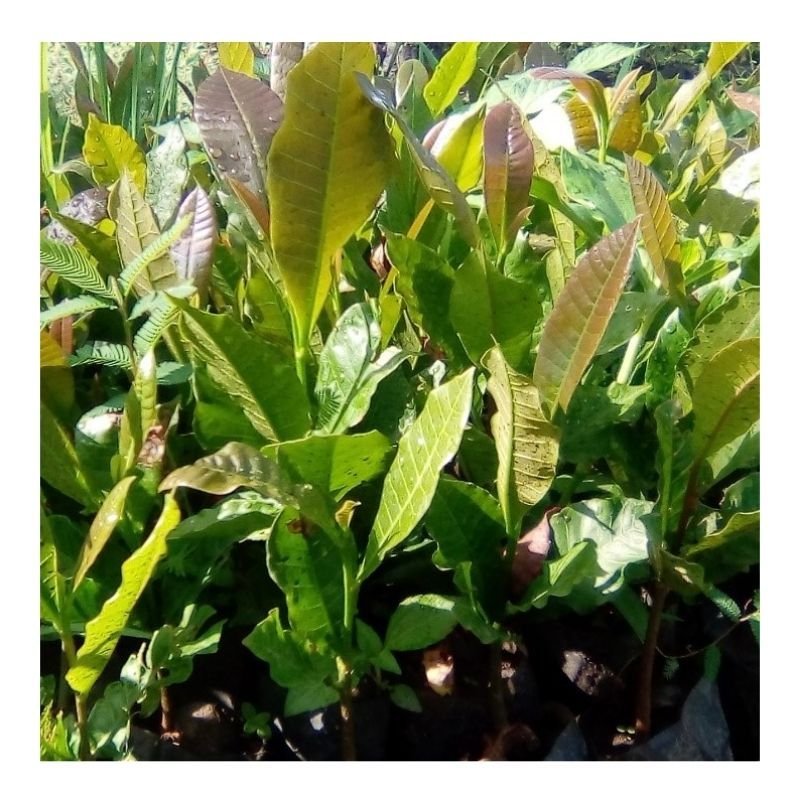 Cashew Nut Seedlings