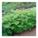 Calliandra Pasture and Forage