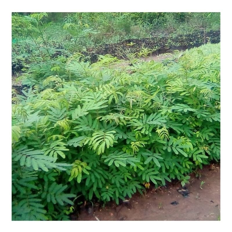 Calliandra Pasture and Forage