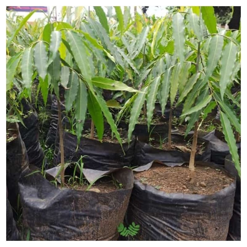Ashoke Tree Seedlings