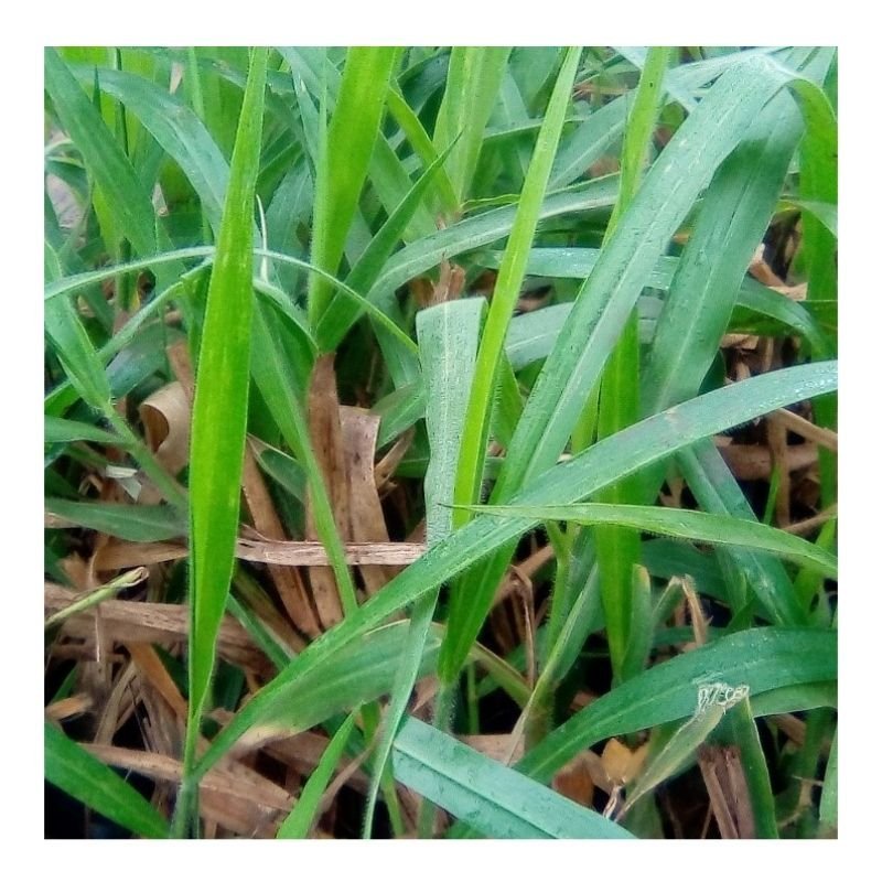 Brachiaria Pasture Seedlings