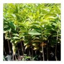 Annona Muricata (Soursop) Seedlings