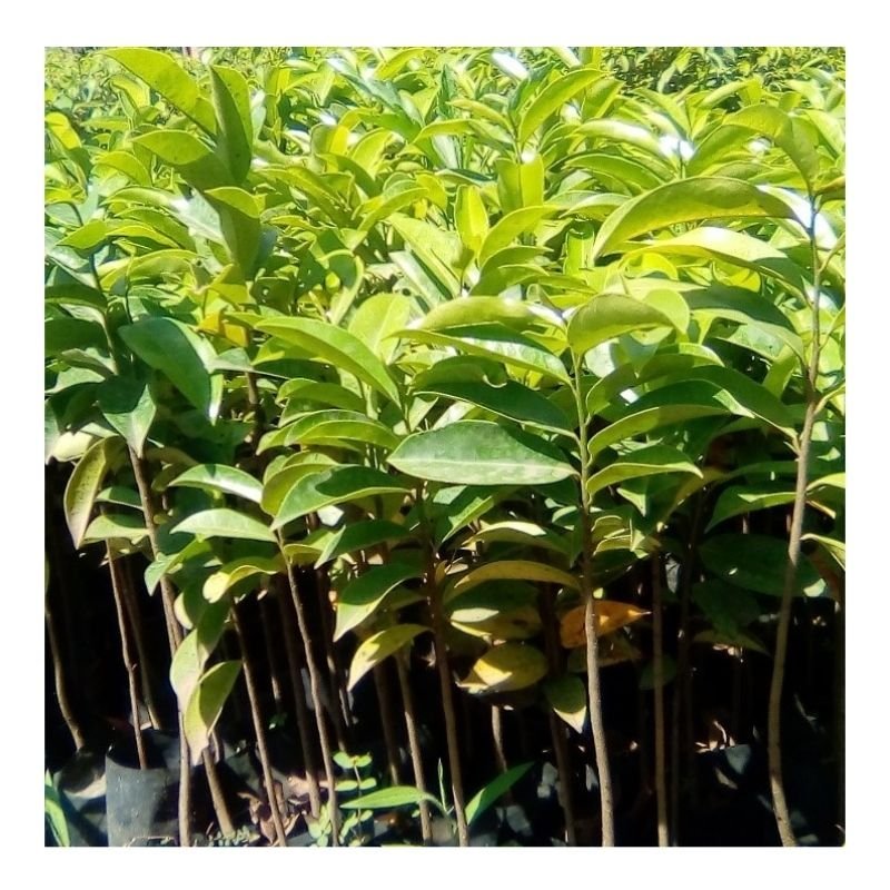 Annona Muricata (Soursop) Seedlings