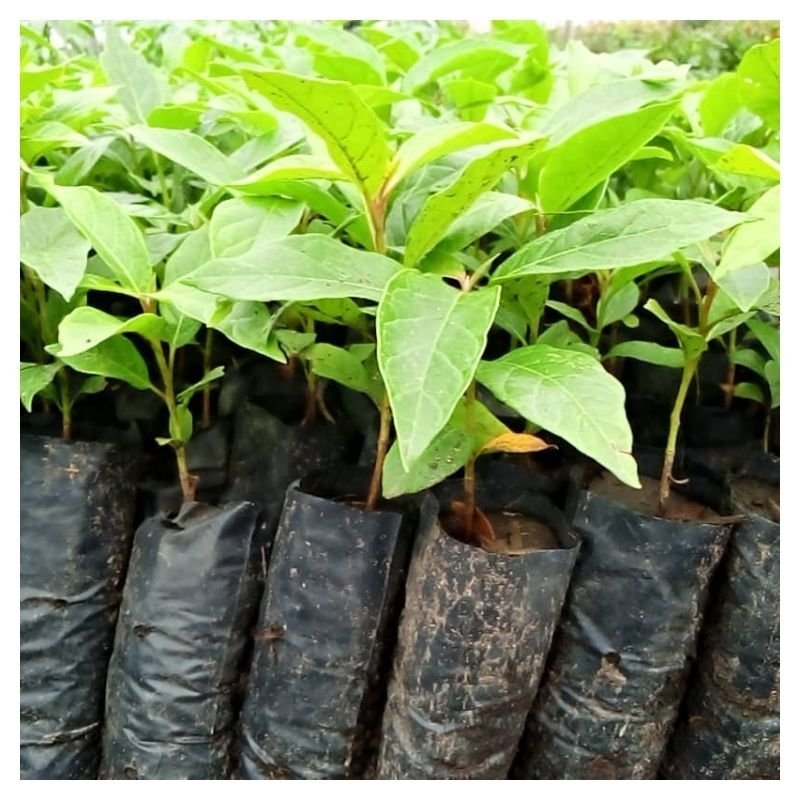 Terminalia superba Seedlings