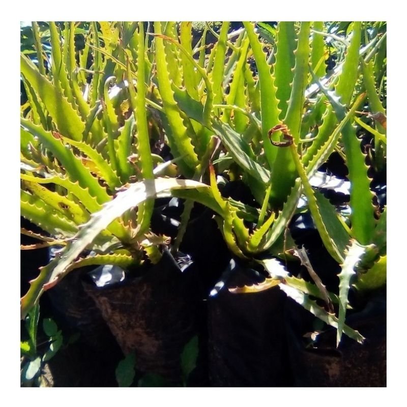 Aloe Vera Seedlings