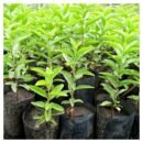 Kei Apple Seedlings