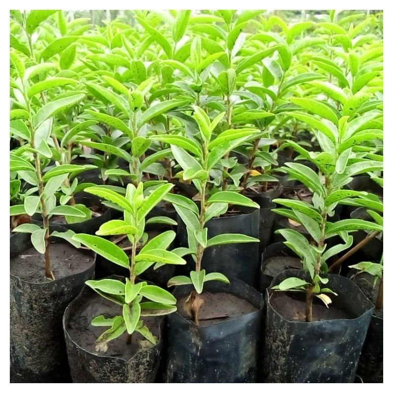 Kei Apple Seedlings