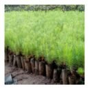 Pinus Caribaean (Pines) Seedlings