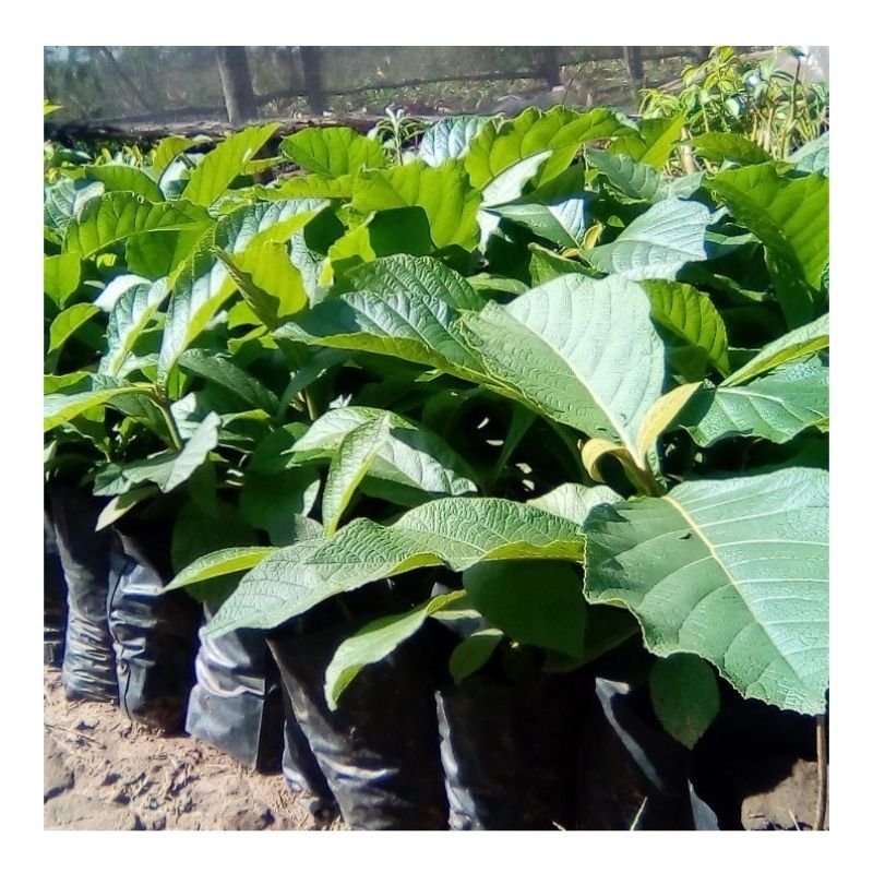 Tectona Grandis (Teak) Seedlings