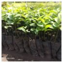 Soursop (Annona muricata) Seedlings