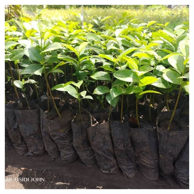 Soursop (Annona muricata) Seedlings