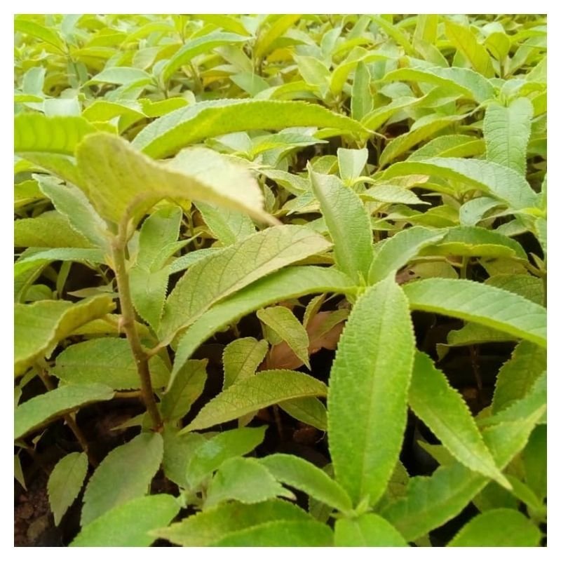 Mvule (Milicia excelsa) Seedlings