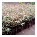 Grandis Eucalyptus Seedlings