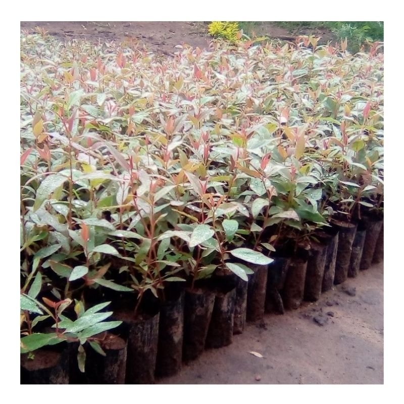 Grandis Eucalyptus Seedlings