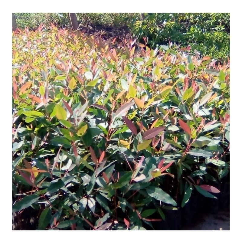 Clonal Eucalyptus Seedlings