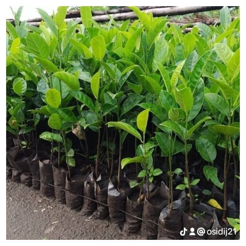 Jackfruit (Artocarpus heterophyllus) seedlings