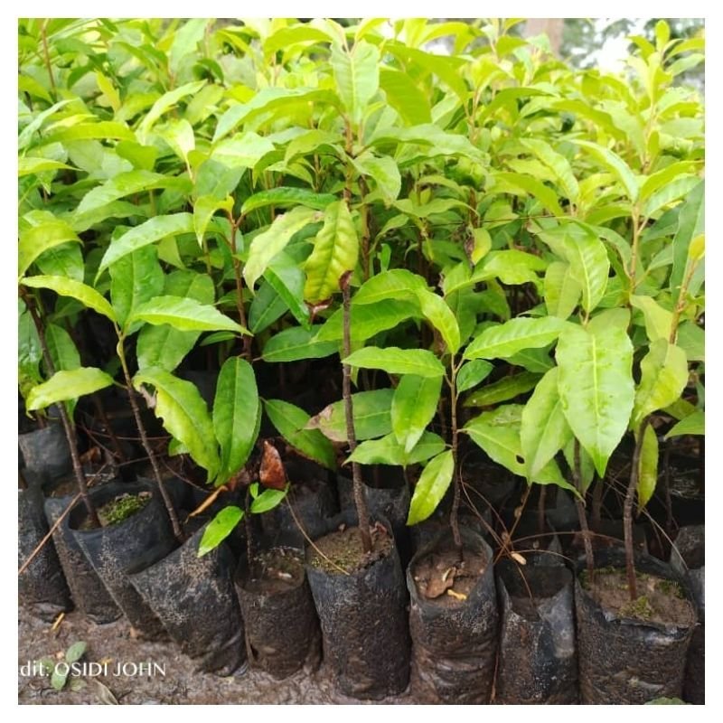 Prunus Africana Seedlings