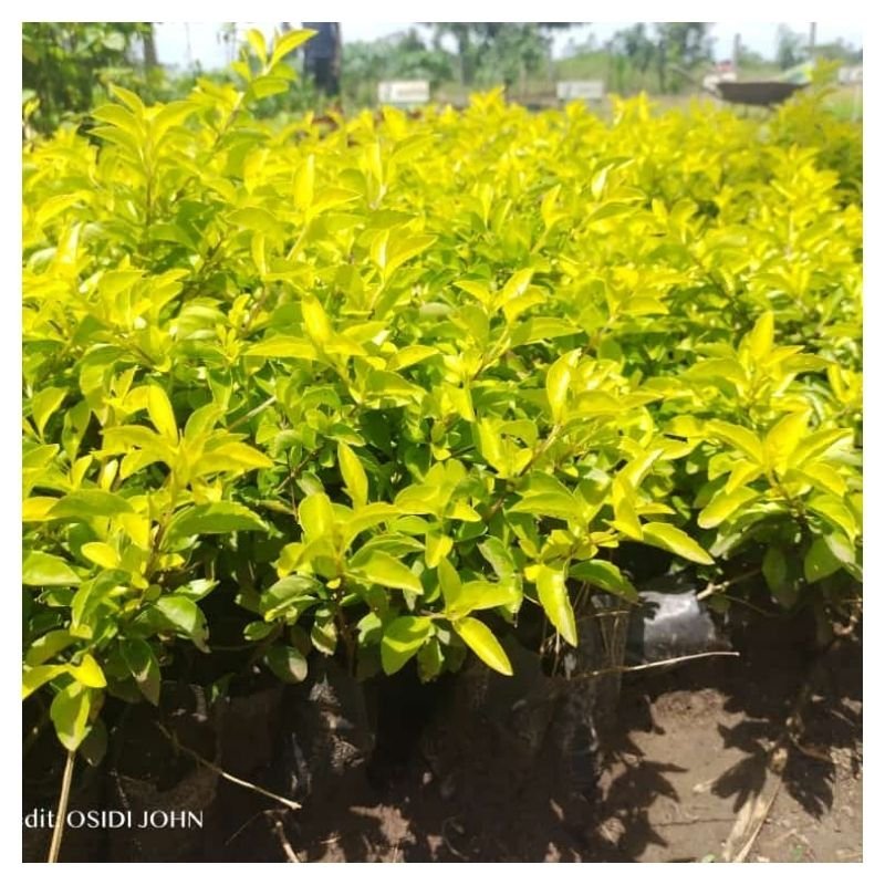 Chogm Flower Seedlings