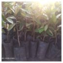 Madam Tree (Terminalia mantana) Seedlings