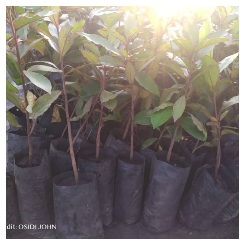 Madam Tree (Terminalia mantana) Seedlings