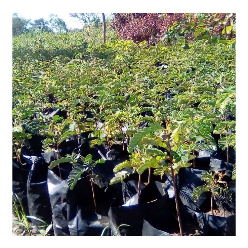 Tamarind Seedlings