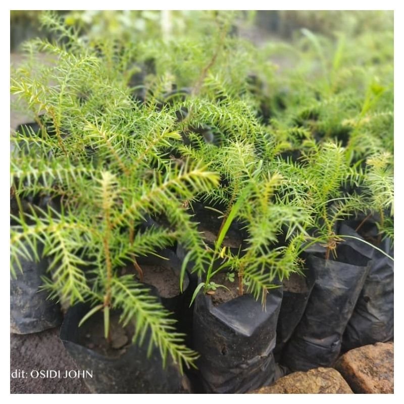 Hoop Pine Seedlings