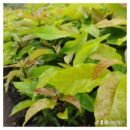 Persian Americana – Avocado