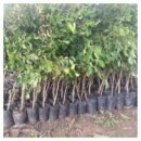 Ficus benjamini – Evergreen Seedlings