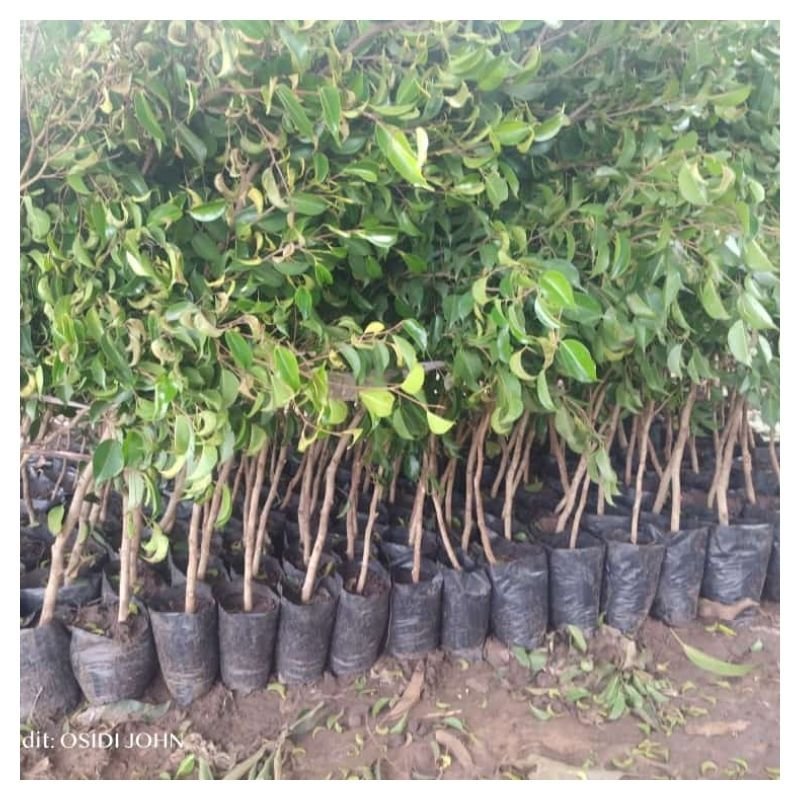 Ficus benjamini – Evergreen Seedlings