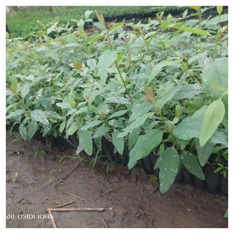 Eucalyptus camaldulensis Seedlings
