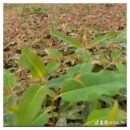 GU7 eucalyptus clones seedlings