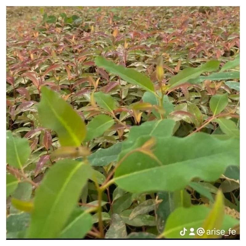 GU7 eucalyptus clones seedlings
