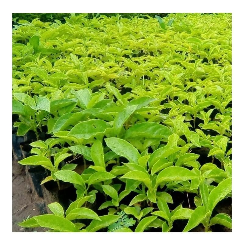 Passion Fruit Seedlings