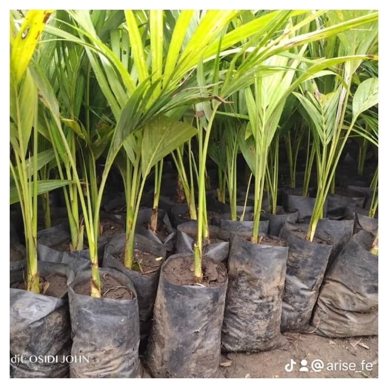 Palm Tree Seedlings
