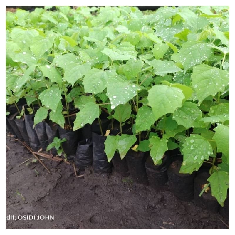 Melina (Gmelina arborea) Seedlings