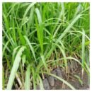 Sugar Napier Seedlings