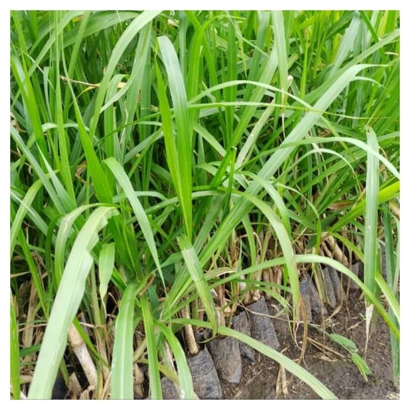 Sugar Napier Seedlings