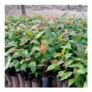 Mahogany Seedlings