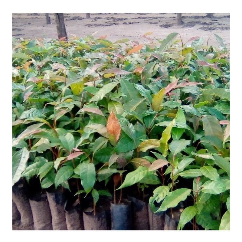 Mahogany Seedlings
