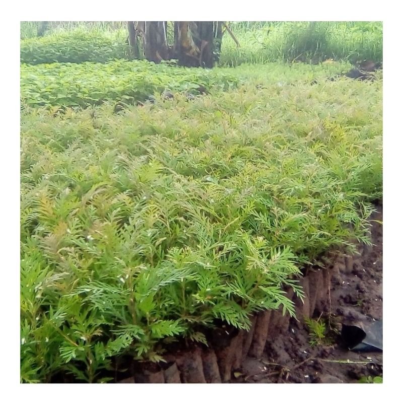 Grevillea Robusta seedlings