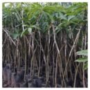 Grafted Mango Seedlings