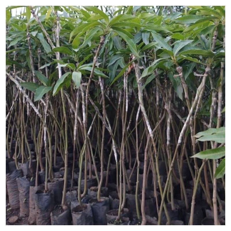 Grafted Mango Seedlings