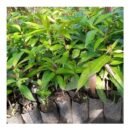 Local Mango Seedlings