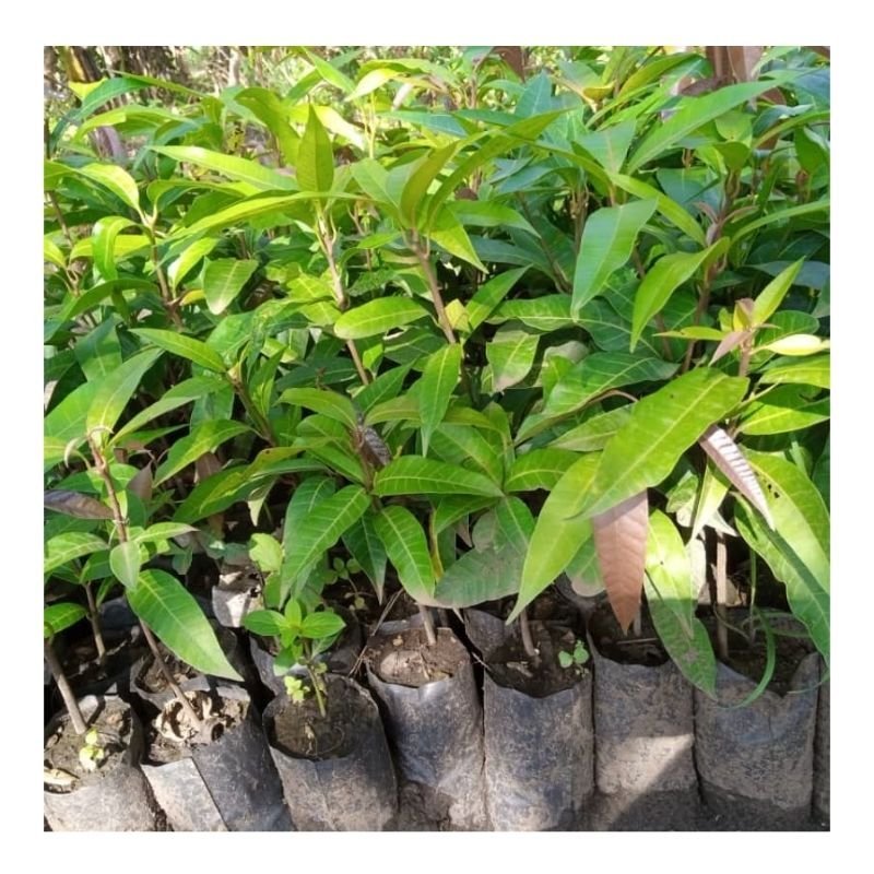 Local Mango Seedlings