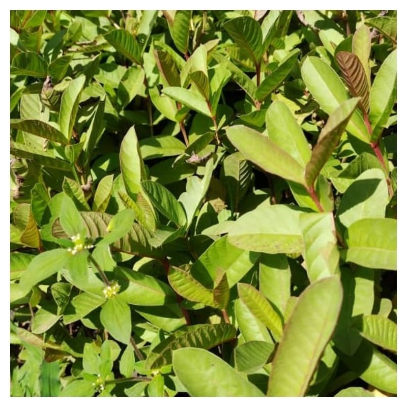 Guava Seedlings